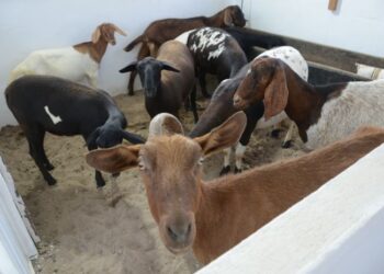 Prefeitura lança ação para apoiar criadores prejudicados por ataques de cães
