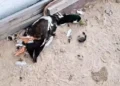 Ataque de cães provoca prejuízo a criador de aves exóticas em Queimadas