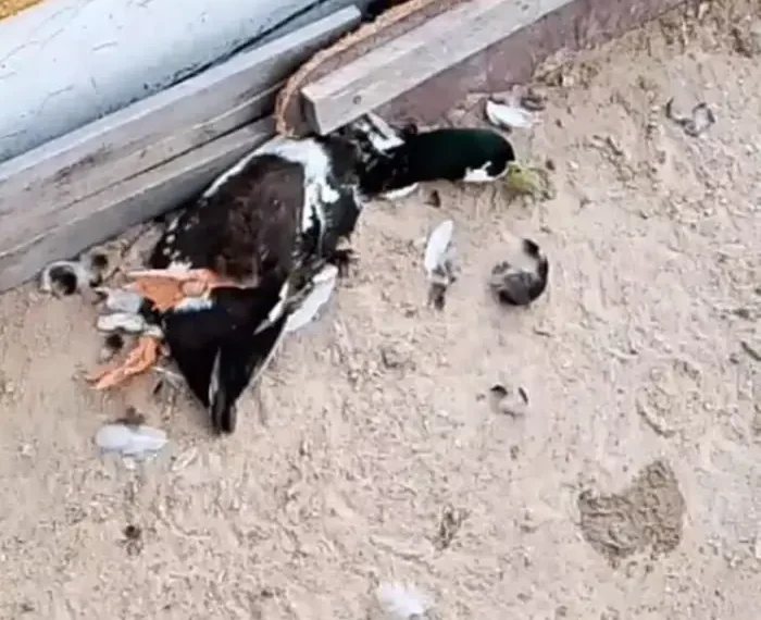 Ataque de cães provoca prejuízo a criador de aves exóticas em Queimadas