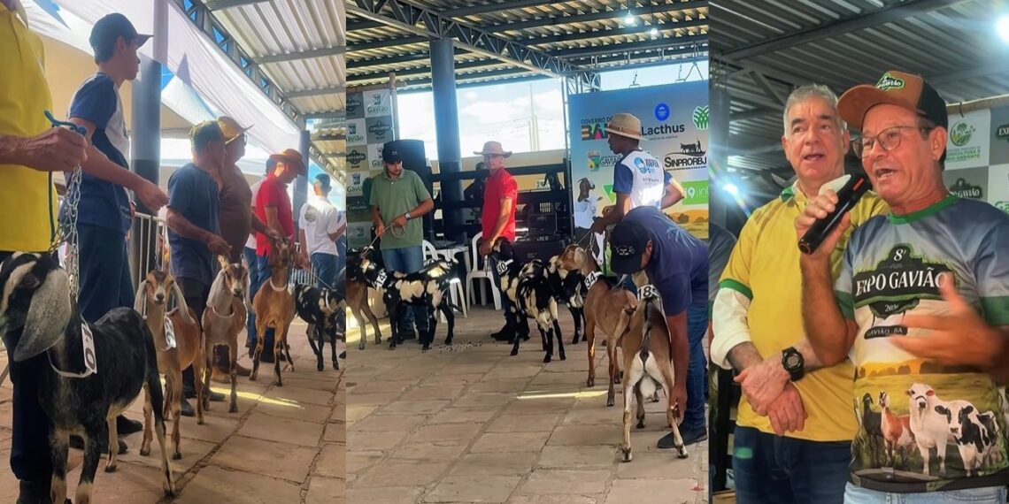 ExpoGavião é aberta com grande participação de público e ações de fortalecimento da agropecuária