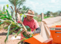 Pagamento do Garantia-Safra foi liberado nesta quarta-feira para agricultores familiares de Coité