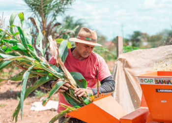 Pagamento do Garantia-Safra foi liberado nesta quarta-feira para agricultores familiares de Coité