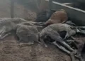 Rotina: ataque de cães deixa 14 ovelhas mortas e 10 feridas em fazenda de Capim Grosso