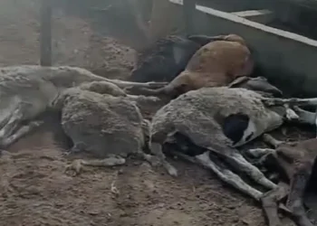 Rotina: ataque de cães deixa 14 ovelhas mortas e 10 feridas em fazenda de Capim Grosso