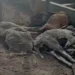 Rotina: ataque de cães deixa 14 ovelhas mortas e 10 feridas em fazenda de Capim Grosso