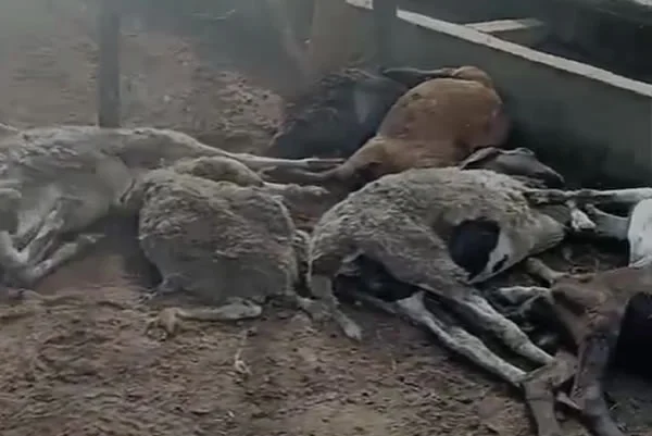 Rotina: ataque de cães deixa 14 ovelhas mortas e 10 feridas em fazenda de Capim Grosso