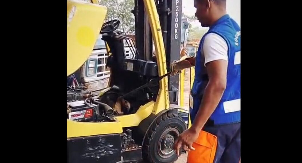 Tamanduá-bandeira é resgatado de dentro de empilhadeira pela Brigada Anjos Jacuipenses em Vila Aparecida