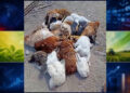 Cachorro invade quintal e mata 20 galinhas em Barrocas