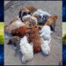 Cachorro invade quintal e mata 20 galinhas em Barrocas