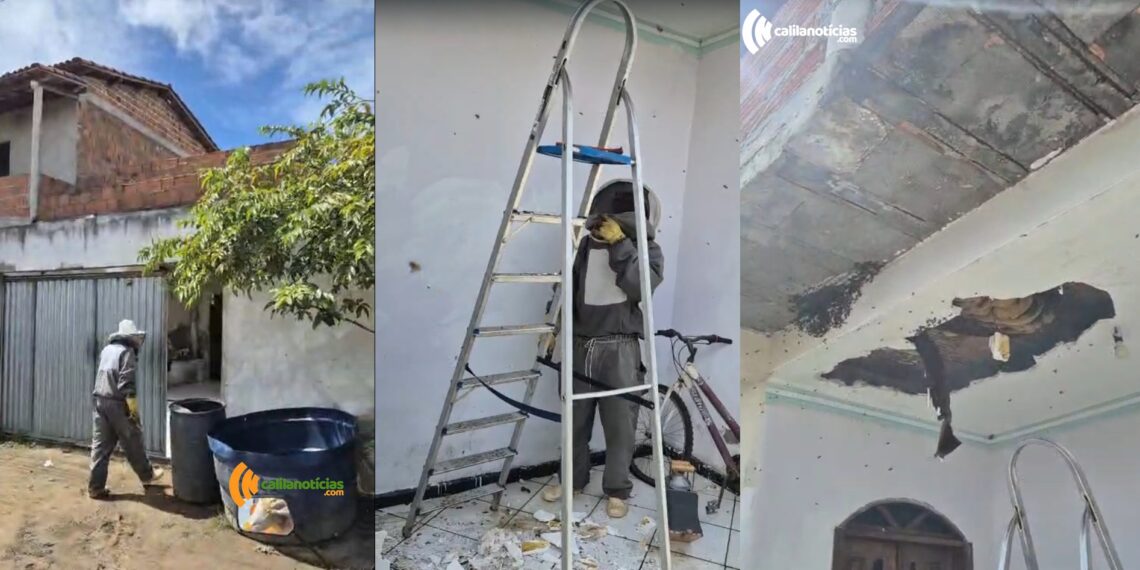 Ataque de abelhas deixa moradores em pânico em Riachão do Jacuípe; mulher é hospitalizada em estado grave