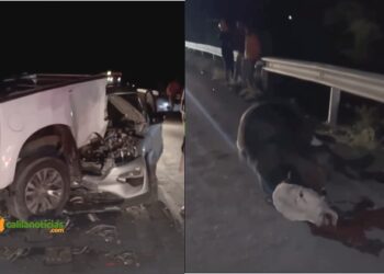 Dois carros ficam destruídos em acidente provocado por vaca na BA 381