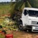 Caminhão carregado de verduras tomba após colisão com jumento na BA-130