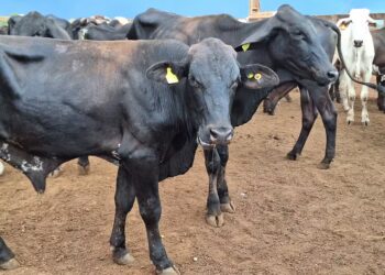 Caso de raiva bovina é confirmada em Queimadas; Prefeitura acende alerta