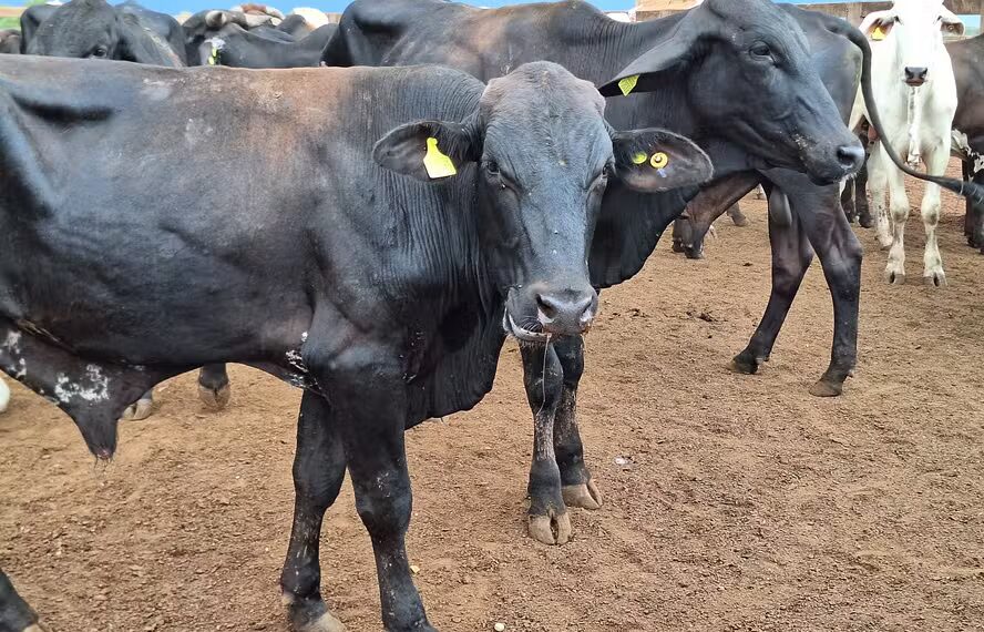 Caso de raiva bovina é confirmada em Queimadas; Prefeitura acende alerta