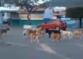 Município de Itiúba deverá elaborar e executar plano para controle de cães abandonados
