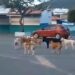 Município de Itiúba deverá elaborar e executar plano para controle de cães abandonados