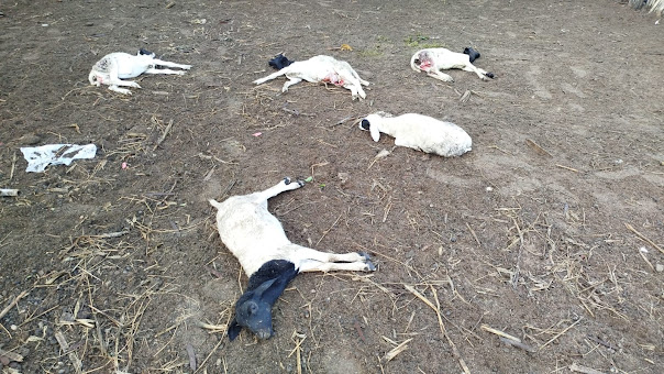 Rotina preocupante: ataque de cães deixa mais cinco ovelhas mortas
