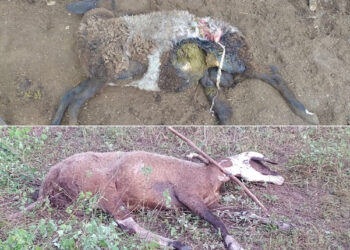 Caso sem solução: novo ataque de cães deixa duas ovelhas mortas e outras feridas no povoado do Cedro, em Barrocas