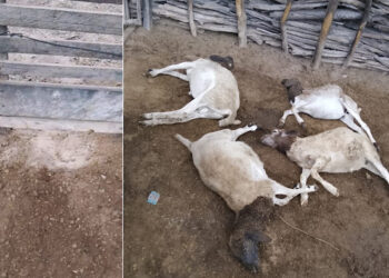 Terceiro ataque de cães em cinco dias deixa quatro ovelhas mortas e 12 ficam feridas
