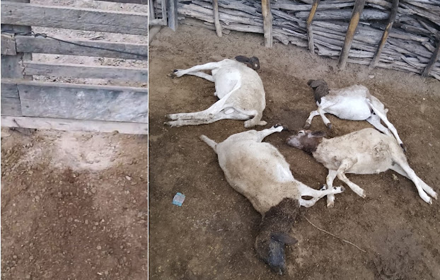Terceiro ataque de cães em cinco dias deixa quatro ovelhas mortas e 12 ficam feridas