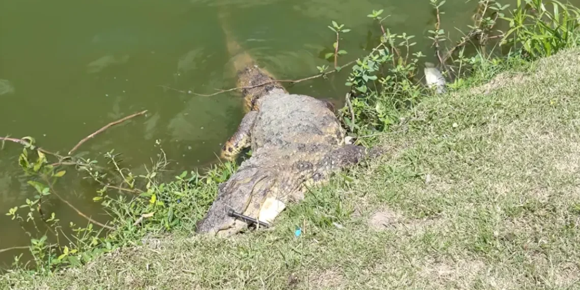 Jacaré de cerca de dois metros é encontrado morto às margens da Lagoa Grande em Feira de Santana