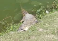 Jacaré de cerca de dois metros é encontrado morto às margens da Lagoa Grande em Feira de Santana