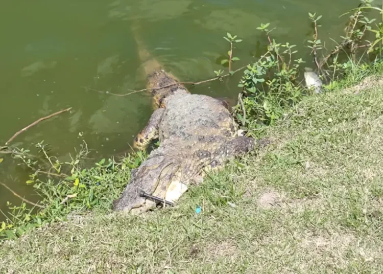 Jacaré de cerca de dois metros é encontrado morto às margens da Lagoa Grande em Feira de Santana