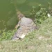 Jacaré de cerca de dois metros é encontrado morto às margens da Lagoa Grande em Feira de Santana