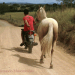 Cavalo agradece a evolução do transporte no meio rural