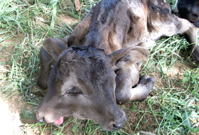Morre bezerro que nasceu com duas cabeças em Queimadas