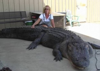 Mary Ellen Mara-Christian posa com aligátor de quatro metros de comprimento.