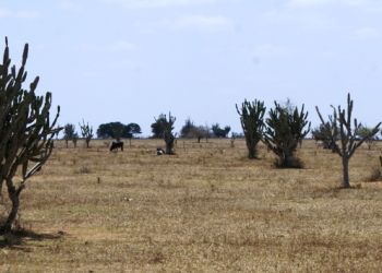Seca começa castigar a região sisaleira