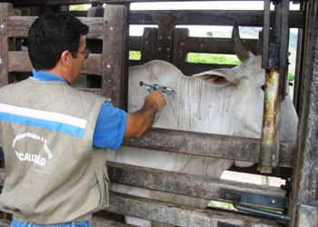Governo lança segunda etapa da campanha contra febre aftosa
