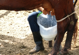 Seminário na Uefs debate a produção de leite na Bahia