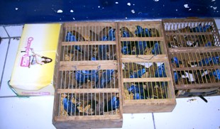 Homem é preso em Coité acusado de tráfico de animais silvestres