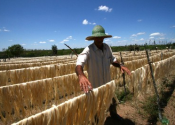 Sisal baiano recebe certificação internacional