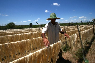 Sisal baiano recebe certificação internacional