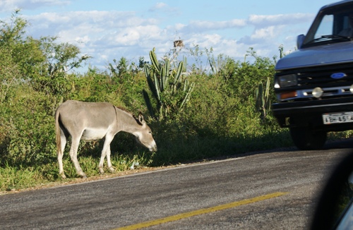 BA 120 perigo constante com a presença de animais
