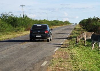BA 120 perigo constante com a presença de animais