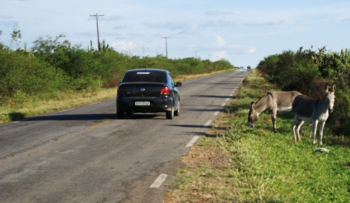 BA 120 perigo constante com a presença de animais