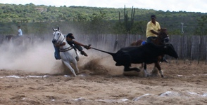 Santaluz:Povoado de Serra Branca realizou mais uma concorrida vaquejada