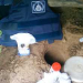 Polícia encontra droga, jóias e armas,escondidas em casa de cachorro em Itiúba