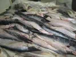 Semana Santa: Prefeitura de Nordestina distribui cestas básicas e peixe