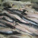 Semana Santa: Prefeitura de Nordestina distribui cestas básicas e peixe