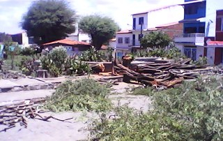 Árvore centenária é derrubada em Riachão e causa revolta nos moto-boys