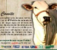 6º Feirão de Animais de Capela do Alto Alegre