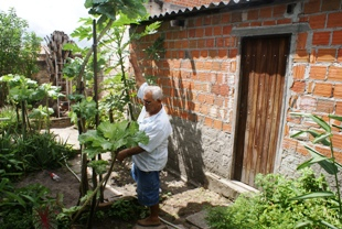 Coité: empresário cultiva pé de couve com mais de quartro metros de altura