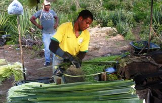 Moradores de Valilândia sofrem com a crise do sisal