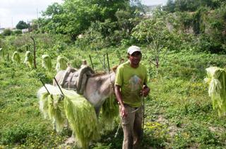 Moradores de Valilândia sofrem com a crise do sisal