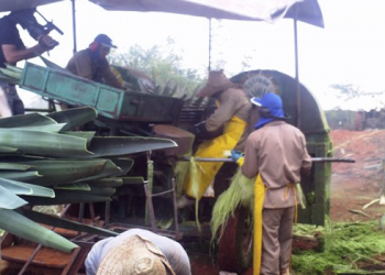 Sisal I – Máquina de desfibrar sisal com maior produtividade e sem causar acidente vem dando certo há 18 anos em Santaluz